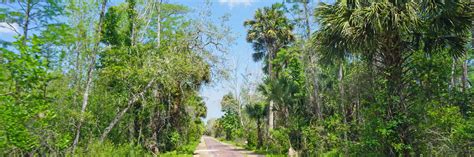 Tiger bay state forest is located among several publicly owned lands which create wildlife corridors for species listed as endangered, threatened or of special concern. Pershing Highway | Tiger Bay State Forest | Florida Hikes