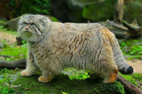 The Manul Cat Is The Most Expressive Cat In The World Small Wild Cats