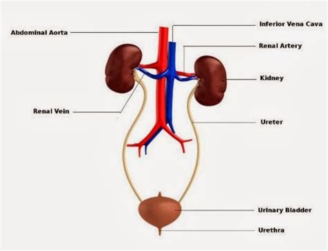 Inferior Vena Cava Function In Urinary System
