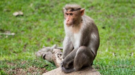 Monkeys Facts Characteristics Behavior Diet Habitat