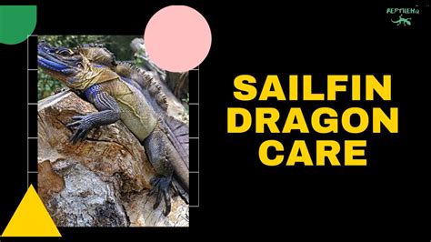 Sailfin Dragon Care Requirements Learn About Welcoming Your Reptile