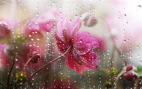 Hd Wallpaper Falling Rain In Flower Flowers Under The Rain Wallpaper