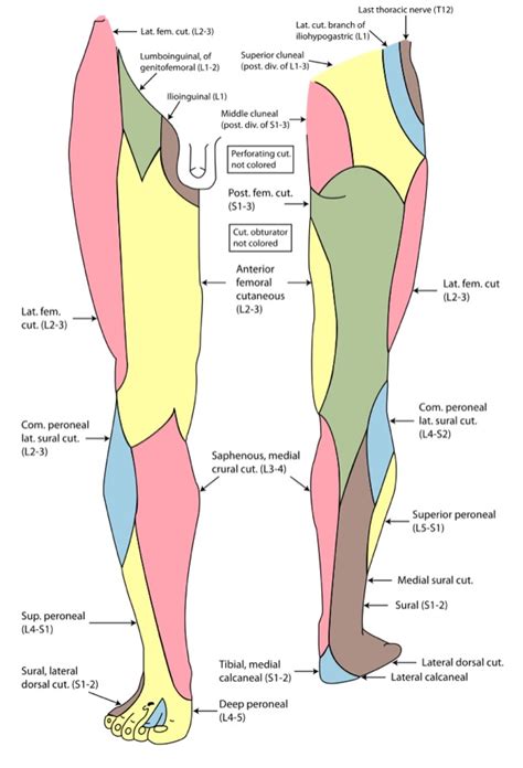 Leg Anatomy Concise Medical Knowledge