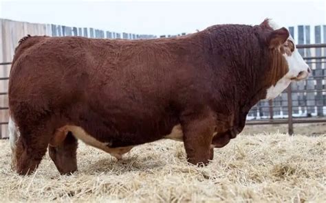 Top 10 Most Expensive Cattle Ever Sold