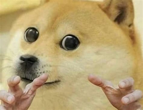 76 Shiba Inu Cheems Dog Meme Face