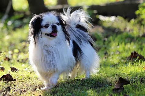 Japanese Chin Dog All You Need To Know Petvet