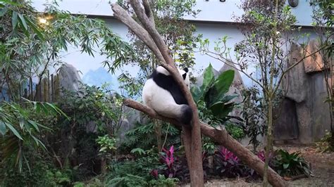 Giant Panda At Singapore Zoo Youtube