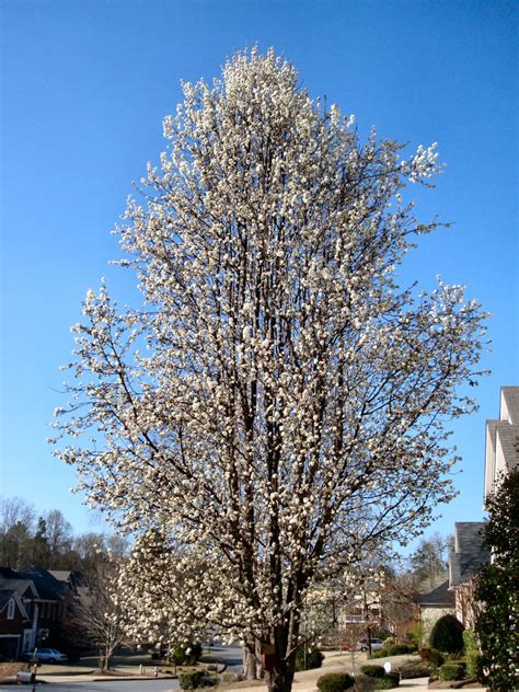 26 Fantastic Flowering Pear Tree Varieties Progardentips