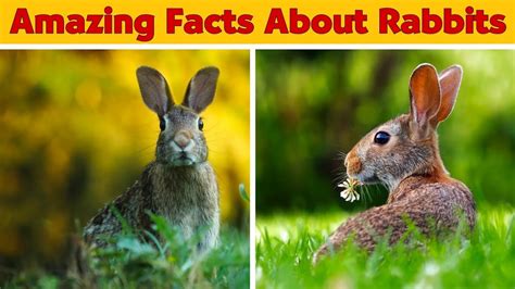 Amazing Facts About Rabbits Mp Education Youtube