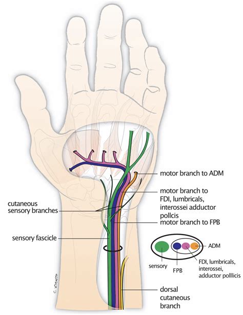 Aspn Interfascicular Anatomy Of The Motor Branch Of The Ulnar Nerve