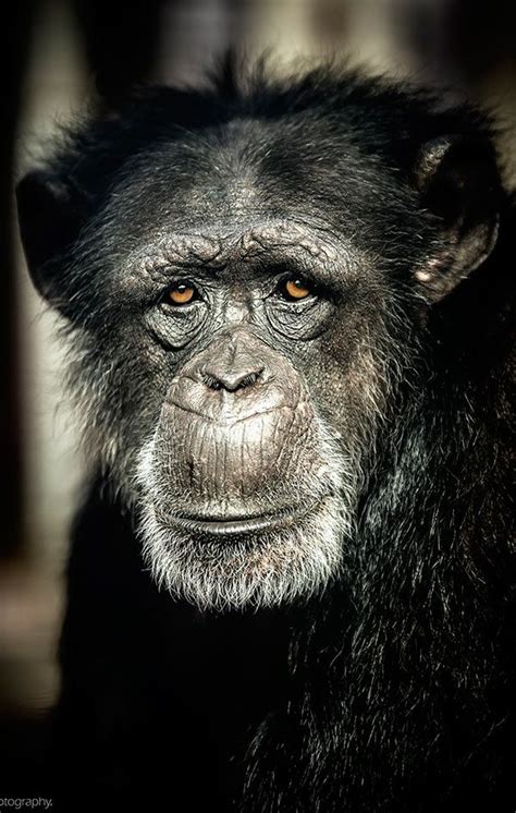Chimpanzees Are Great Apes That Live In The Tropical Rain Forests Of