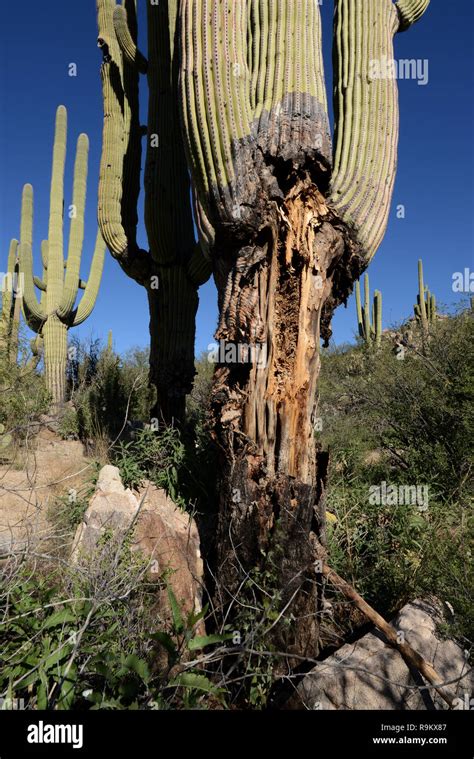 Two Large Mature Saguaro Cactus Are Dying In The Santa Catalina
