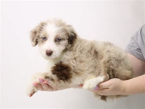 Mini Aussiedoodle Dog Male Blue Merle 3349695 My Next Puppy