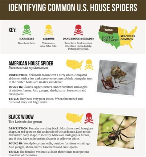 Harmless Or Deadly How To Identify Common House Spiders Infographic