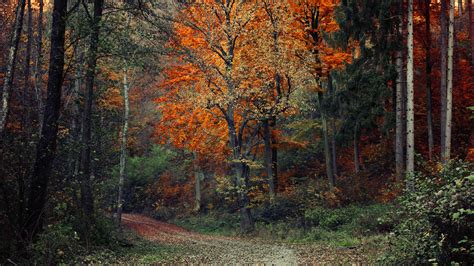 Fall Impressions I By Realitydream On Deviantart