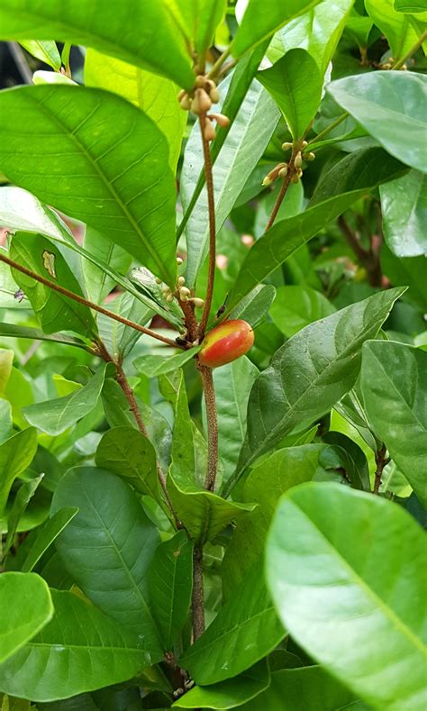 Fruit Plant Synsepalum Dulcificum Miracle Fruit Miracle Berry Sweet Berry 4ft