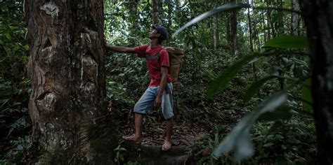 Mh Pedia Kehutanan Sosial Keluarga Mahasiswa Manajemen Hutan