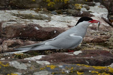 Arctic Tern Tim Dean Naturetrek Wildlife Holidays Flickr