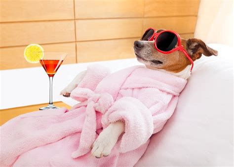 Jack Russell Dog Relaxing And Lying In A Spa Wearing Funny