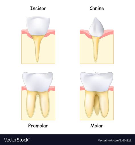 Types Teeth From Canine And Incisor To Molar Vector Image
