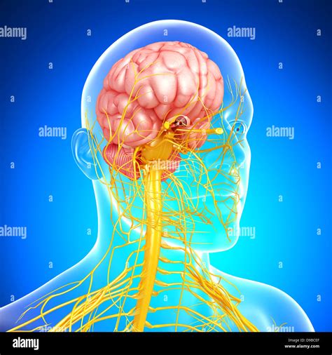 Nervous System Of Human Head Anatomy In X Ray Form Stock Photo Alamy