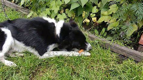 Морковная диета - YouTube Картинка - Морковная диета - YouTube