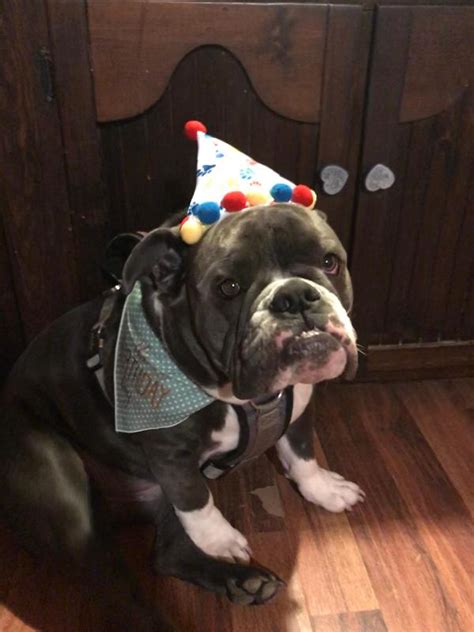 Paw Print Birthday Dog Hat Baxterboo
