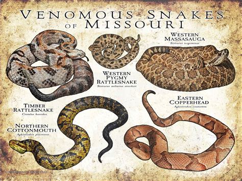 Venomous Snakes Of Missouri Poster Print