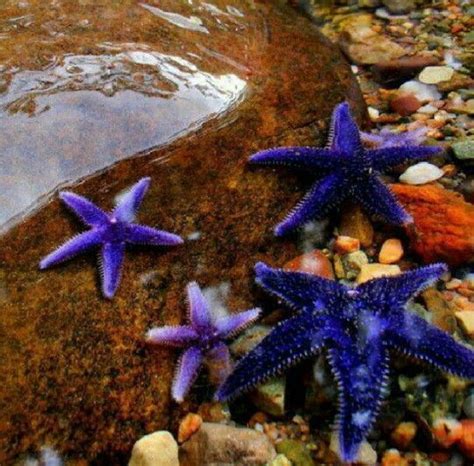Cool Starfish Ocean Creatures Starfish Sea Animals