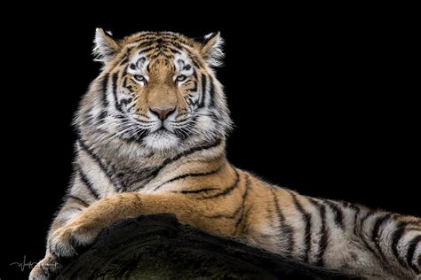 Royal Tiger Out Of My Series Animals Wolf Ademeit Flickr