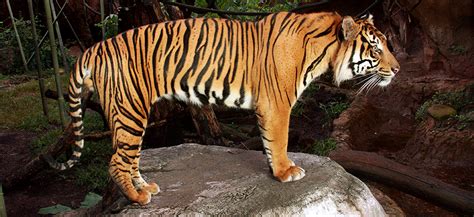 Tiger Sumatran Louisville Zoo