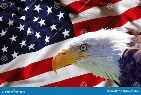 North American Bald Eagle On American Flag Stock Image Image Of Proud