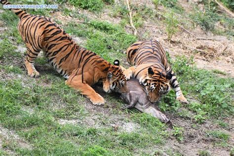 In Bildern Südchinesische Tiger Im Naturschutzgebiet Meihua Gebirge