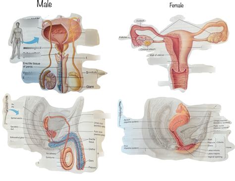 Male And Female Reproductive System And Endocrine System Diagram Quizlet