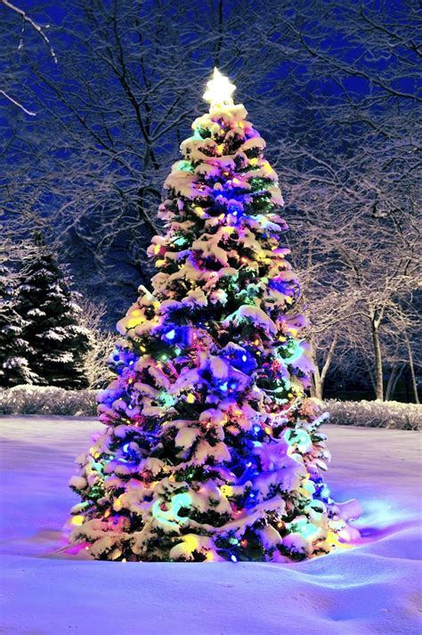 The Beautiful Rainbow Colors Of A Christmas Ie Christ Mass Tree