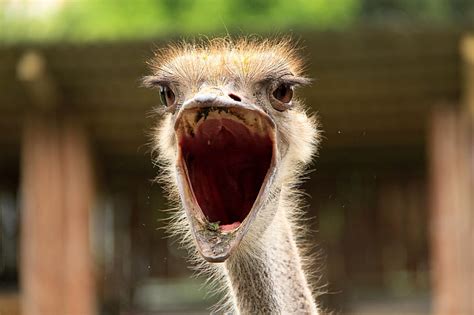 Hd Wallpaper Ostrich Mouth Close Up Bird Animal Wildlife Nature