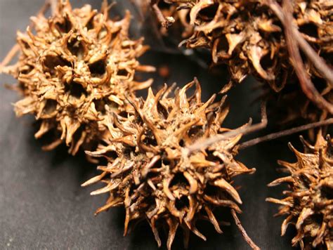 Sweetgum Tree Spikey Seed Pods All Natural Brown One Inch Etsy Uk