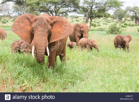 Herd Of African Elephants Loxodonta Africana Photographed In