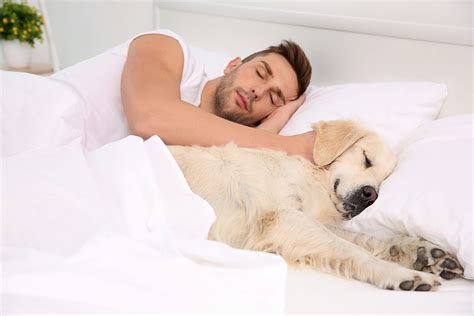 Dog Sleeping In Bed