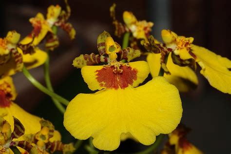 ¿qué Tal Un Viaje Para Ver Las Orquídeas Endémicas De México