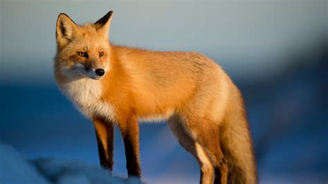 Brown Fox Is Standing In Blur Background 4k Fox Hd Desktop Wallpaper