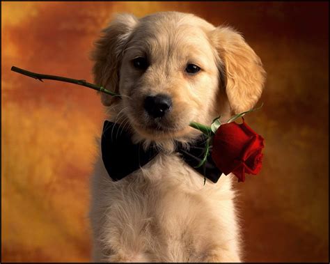 Cute Puppy Backgrounds For Computer ~ Cute Puppy Desktop Wallpapers