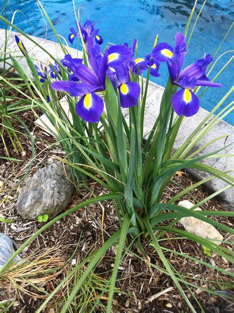 My Fave Dutch Irises Dutch Iris Flowers Iris