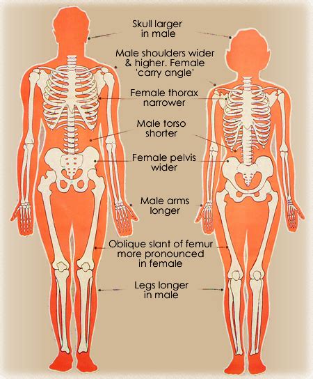 Male body structure on pinterest. Differences between male and female skeletons, heads and ...