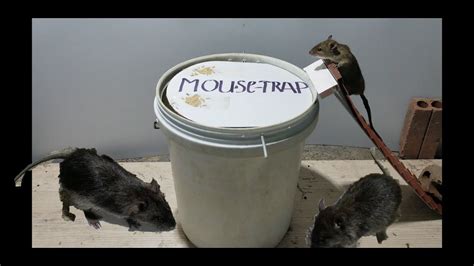 To make this mousetrap, you need a bucket, a coin, a cardboard paper towel or toilet paper tube, and. PVC Water Bottle Mouse Trap/DIY make A Mouse Trap Homemade ...