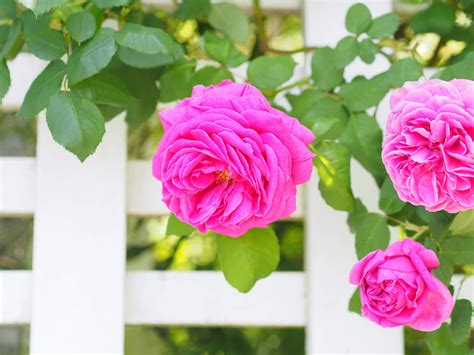 Summer Rose Care Kellogg Garden Organics™