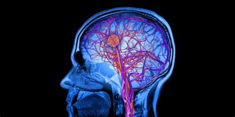 Neuroscience Basics The Nervous System Part 2 Hubpages
