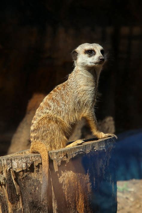 Meerkat The Houston Zoo Never Gets Old Samantha Mauney Flickr