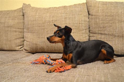 German Miniature Pinscher Pet Dog On A Sofa With Its Toy Stock Image