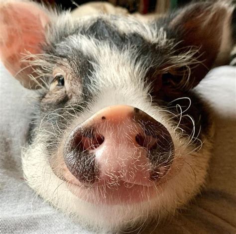 They also lick and nuzzle each other. Fluffy The Therapy Pig 🐷 on Instagram: "BOOP 🐽 my adorable nose please to show me some love ️ ...